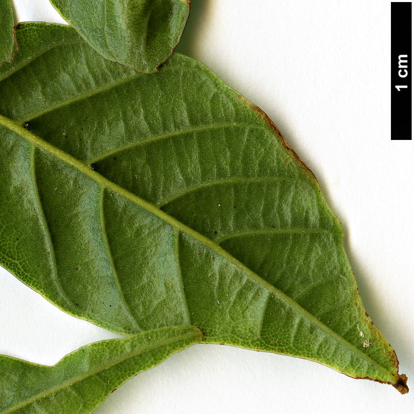 High resolution image: Family: Fagaceae - Genus: Lithocarpus - Taxon: corneus